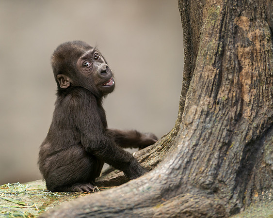 Infant gorilla
