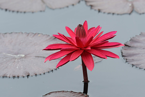 Night blooming tropical waterlily