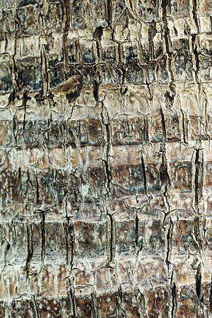 Palm bark