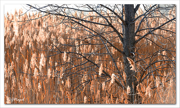 Tree in grasslands