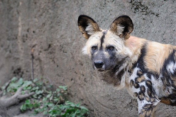 African wild dog
