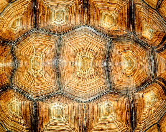 Tortoise shell