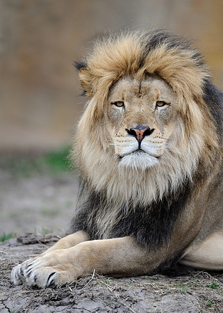 Male African lion
