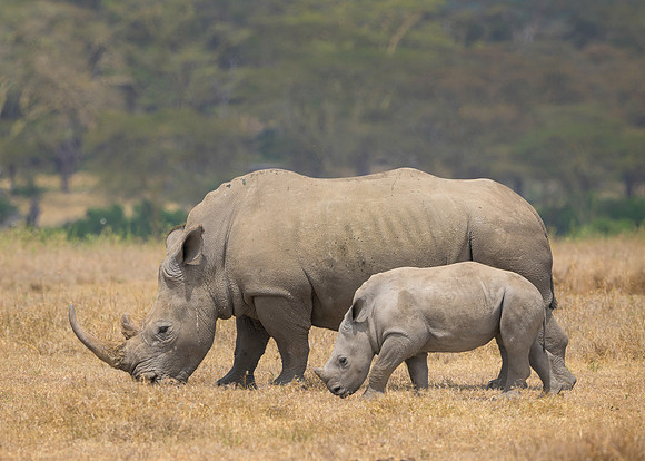 White Rhinoceroses