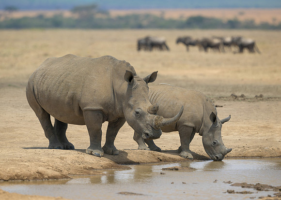 White Rhinoceroses