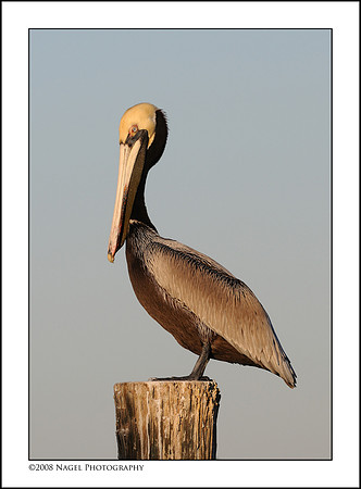 Pelican