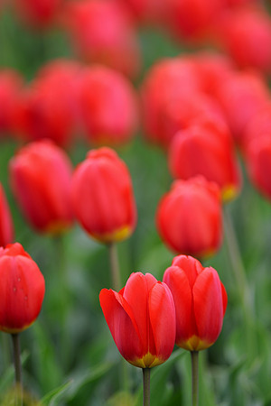 Red tulips