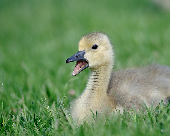 Gosling