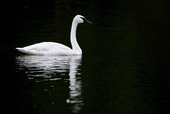 Trumpeter swan