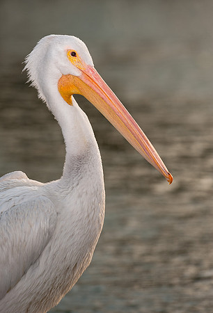 Pelican profile