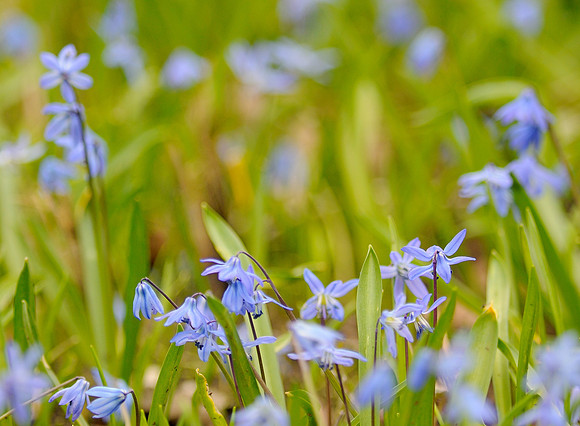 Purple flowers