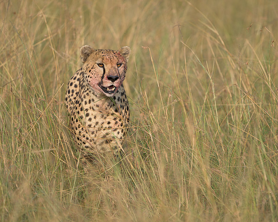 Cheetah