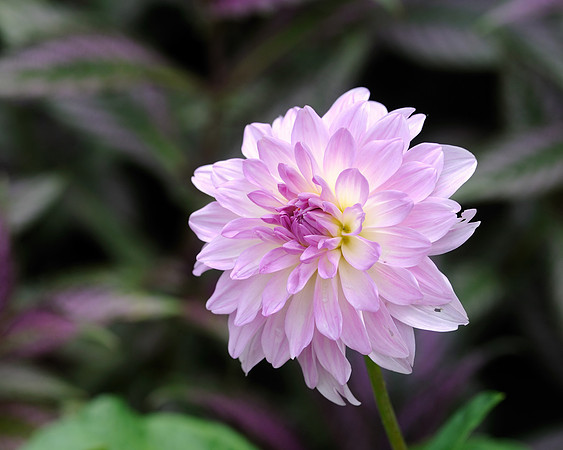 Dahlia