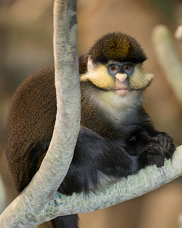 Red-tailed monkey
