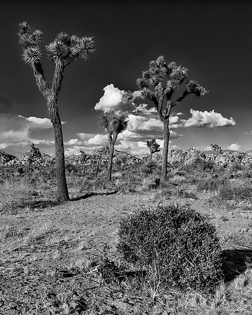 Joshua Tree National Park