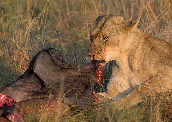 Lion with Kill