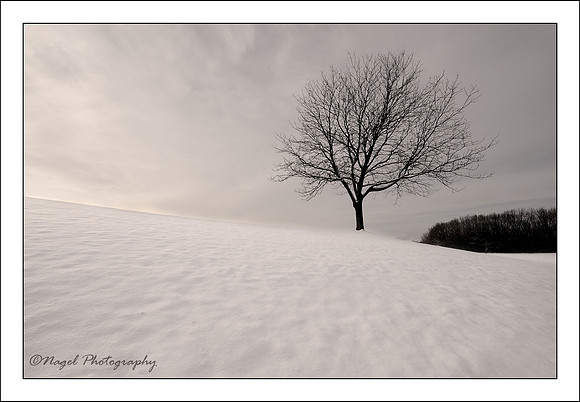 Tree on hill of snow