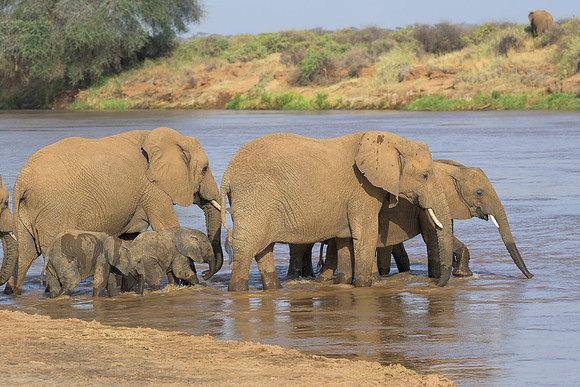 Elelphant Crossing River