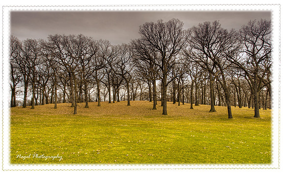 Oaks on the hill