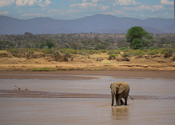 Elephant