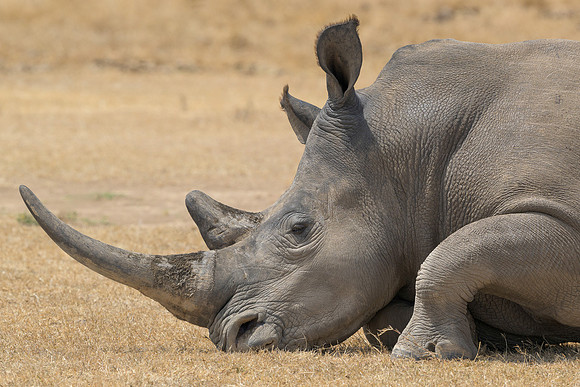 Rhinoceros