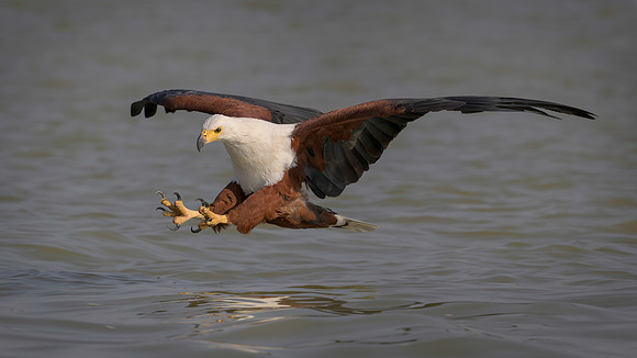 African Fish Eagle