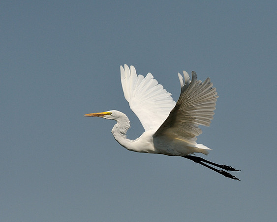 Soaring egret