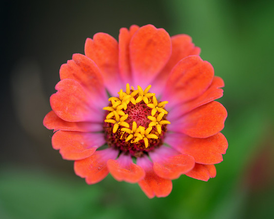 Orange and yellow flower