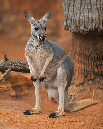 Red kangaroo