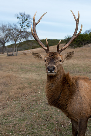 White-tailed Deer