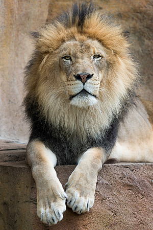 Lion