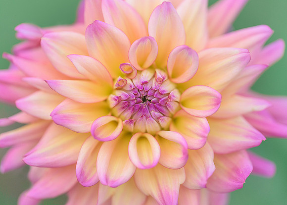 Dahlia