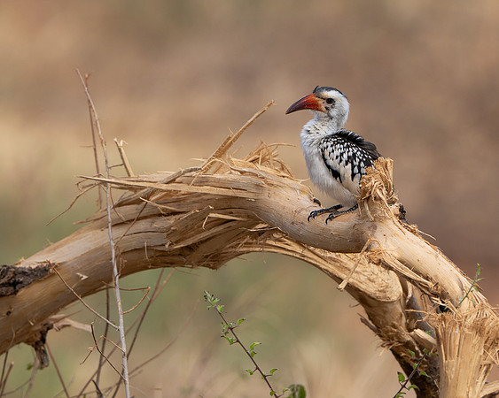 Northern Red-billed Hornbill