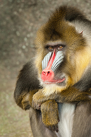Mandrill