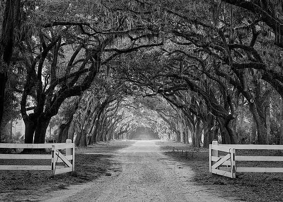 Road lined with oak trees