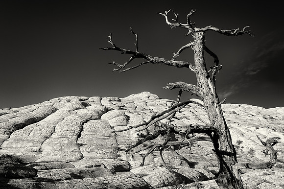 Petrified dunes and bare tree