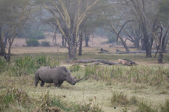 Rhinoceros