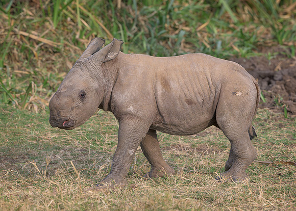 Baby White Rhinoceroses