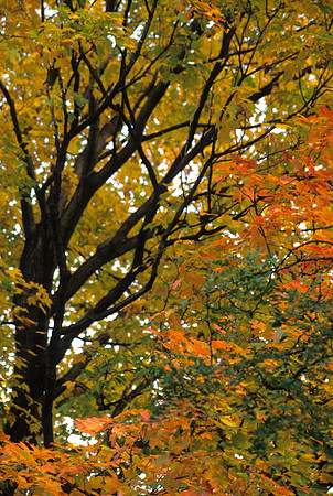 Fall colors