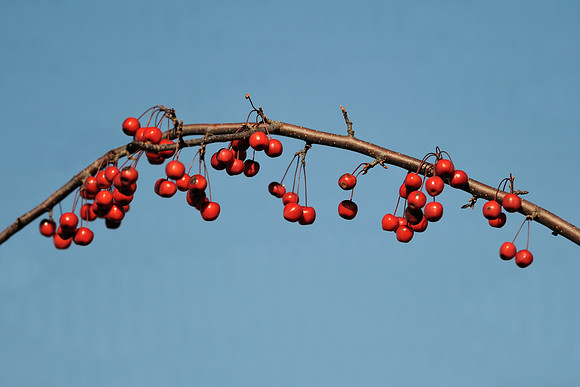 Red berries