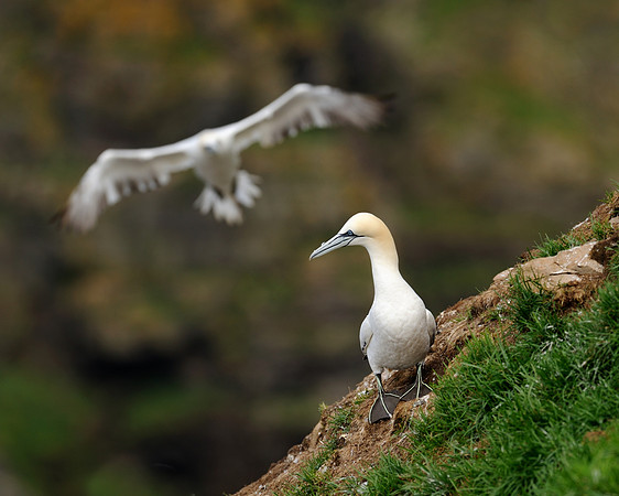 Northern gannets