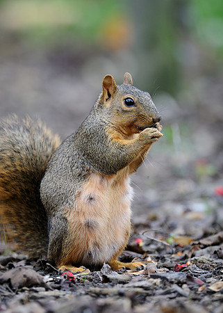 Squirrel
