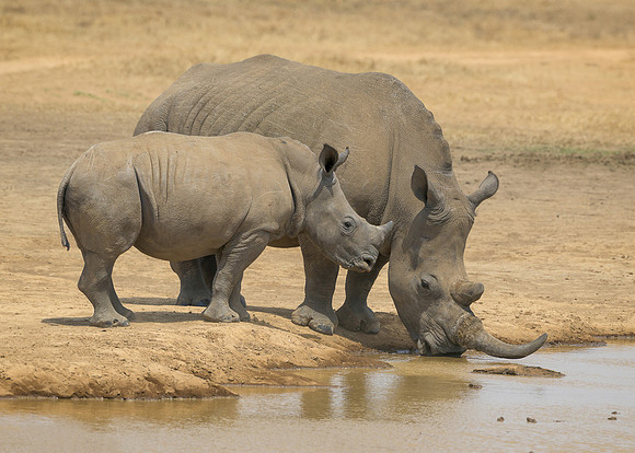 White Rhinoceroses