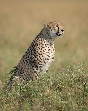 Cheetah