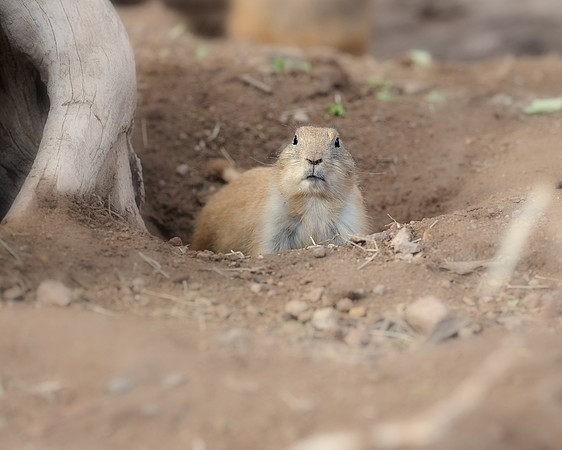 Black-tailed prairie dog