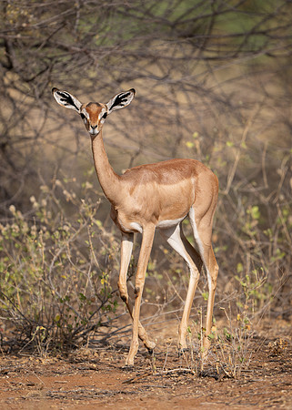 Gerenuk