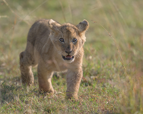 Lion Cub