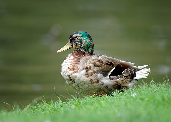 Mallard duck