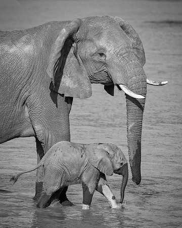 African Elephants