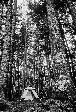 Olympic forest